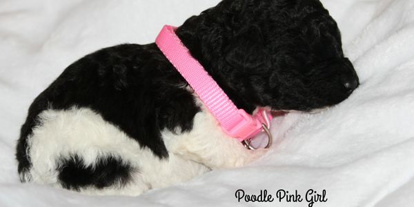 Standard poodles with heart on hip color coat