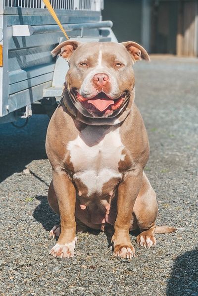 American Bully