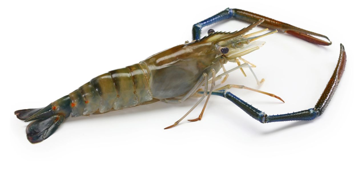 A fresh freshwater prawn with blue claws on a white background.