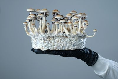 Hand holding a cluster of mushrooms growing on a substrate.