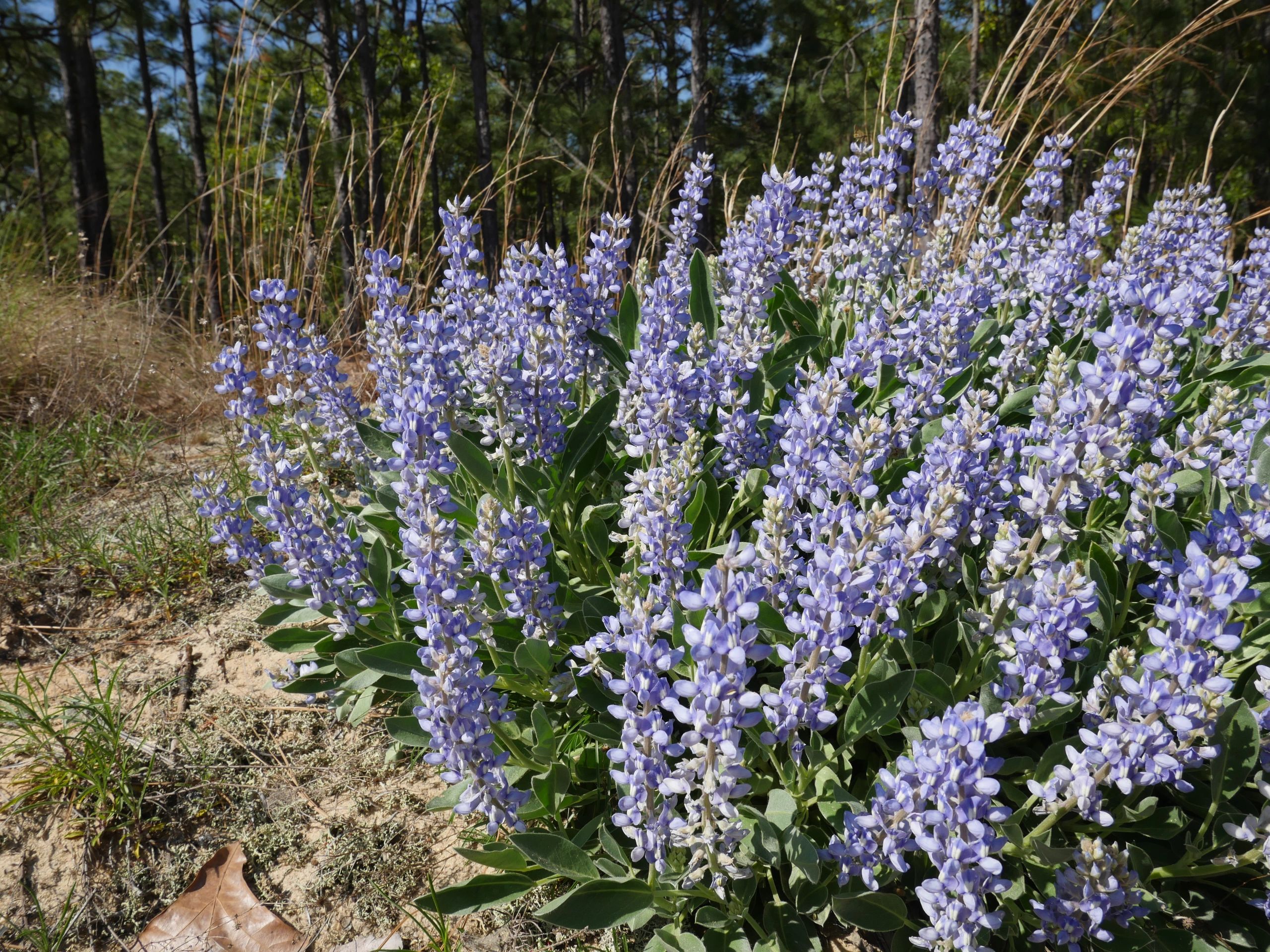 Lupinus diffusus - Blue Sandhill Lupine