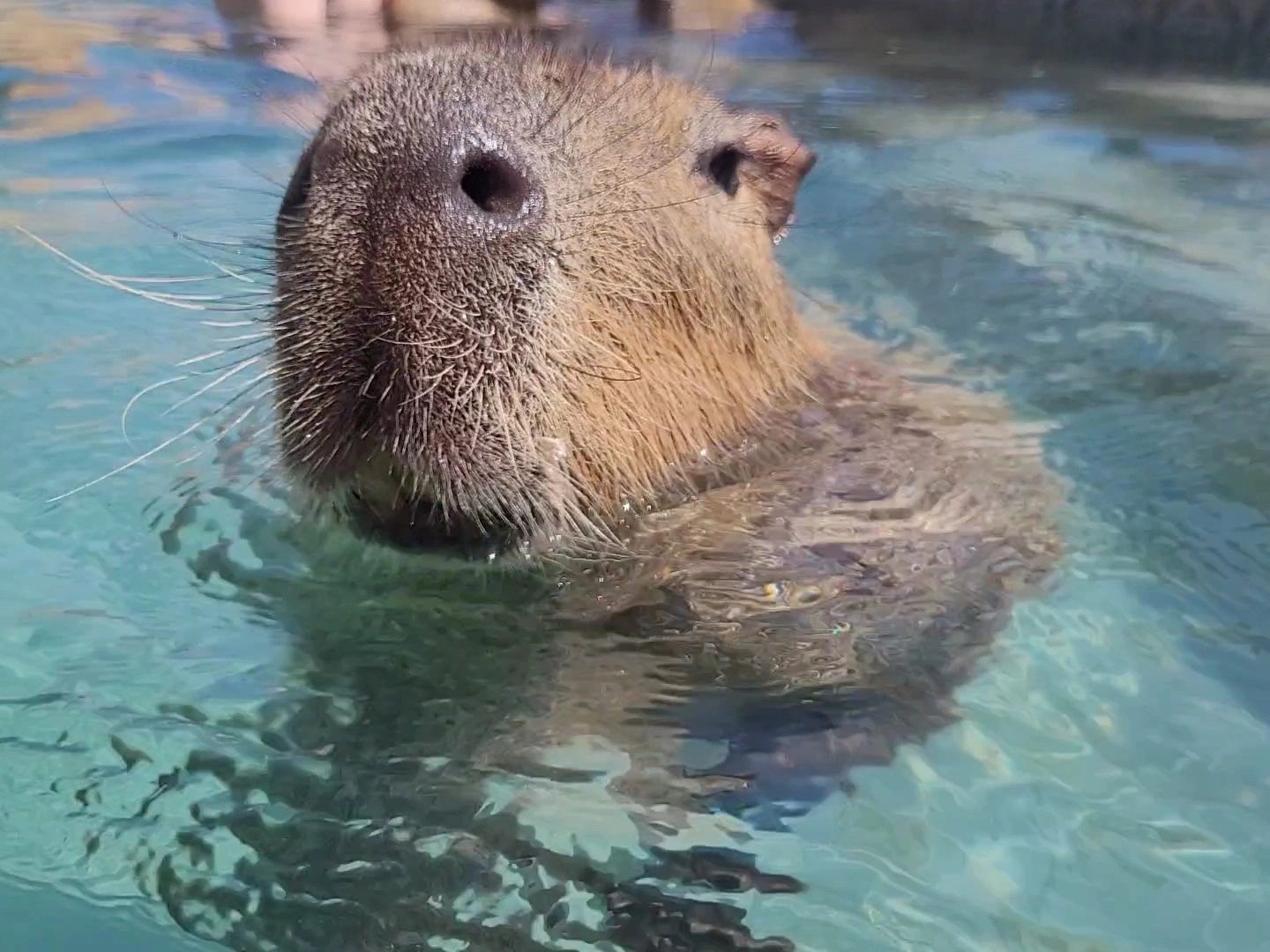 Swimming With Capybara