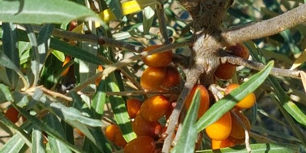 The Sea Buckthorn orchard is producing small crops of big, bright orange berries.