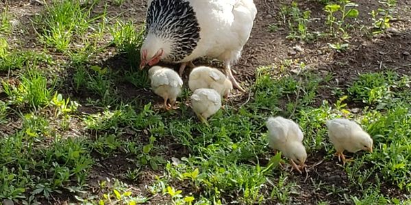 mother hen and week old chicks in the run 2020