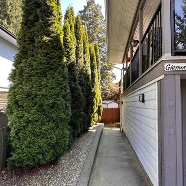 A narrow walkway between a house and tall evergreen trees on a sunny day.