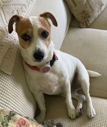 Chloe, a Jack Russell Terrier