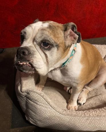 Duchess, an English Bulldog