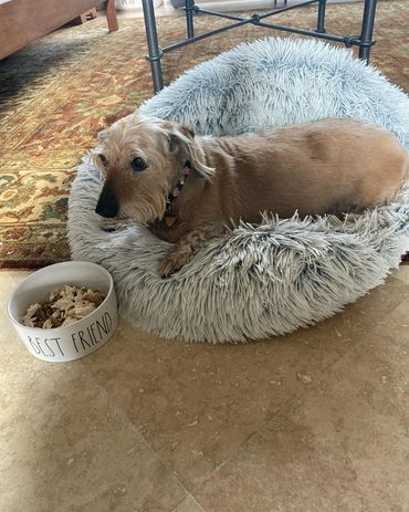 Lilly, a Dachshund