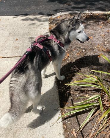 Storm, a Siberian Husky
