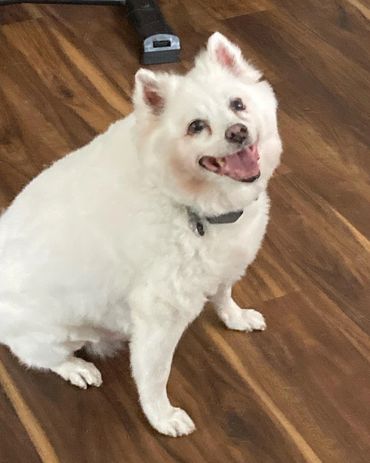 Leo, an American Eskimo Dog