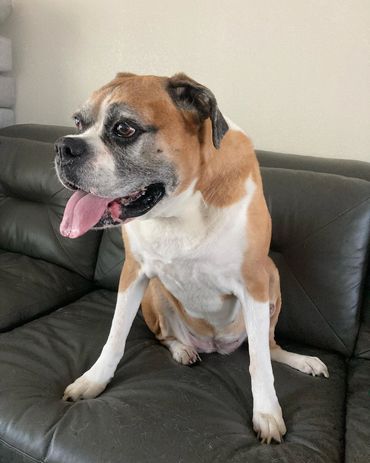 Lexi, a Boxer