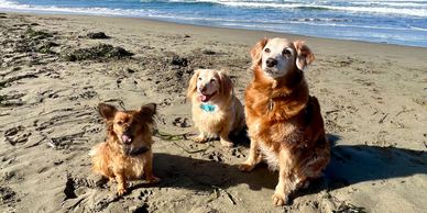 Dogs sitting on a beach off-leash