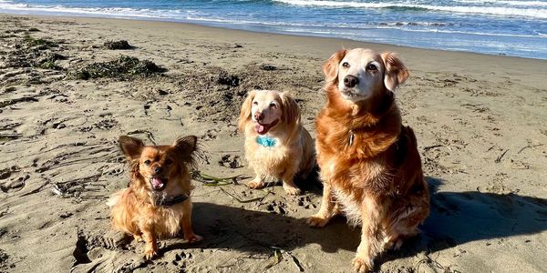 Dogs sitting on a beach off-leash