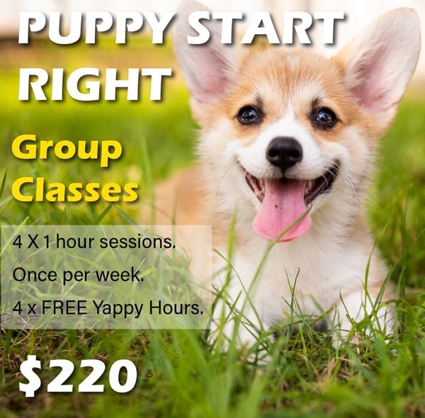 Puppy Start Right - Group Training