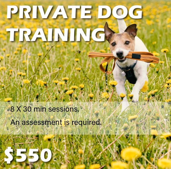 4 hours of training.
8 x 30 min sessions.
An assessment is required.
For dogs older than 5 months.