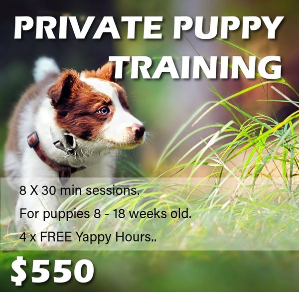 For best results choose Private Puppy Training.