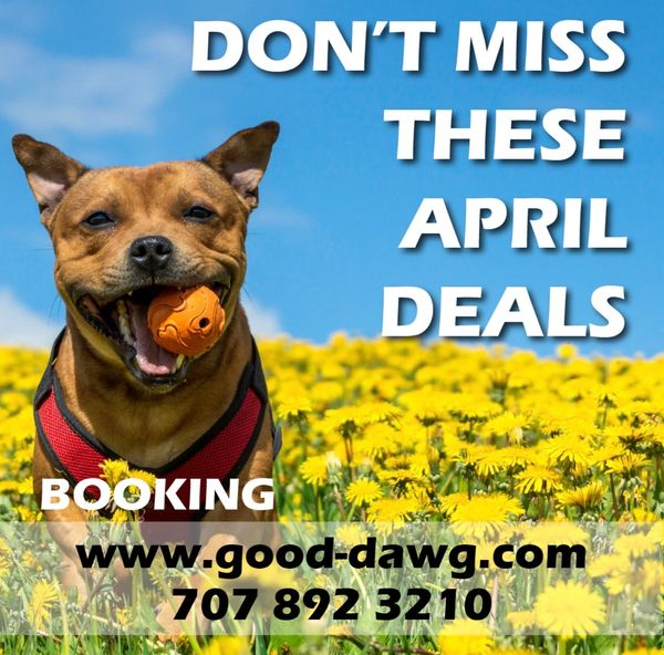 Take advantage of Spring Savings at Good Dawg Training