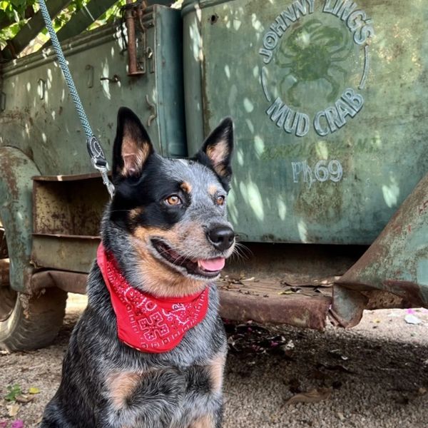 NDIS Therapy Dog, NDIS Support Coordinator South Australia, Alice Springs, Specialist COS