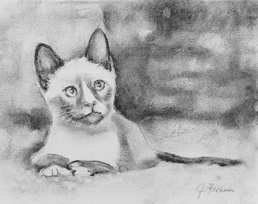 charcoal drawing of siamese cat Luke