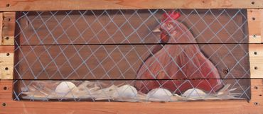 chicken coop art