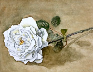 watercolor painting of a white rose