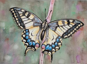 butterfly watercolor painting