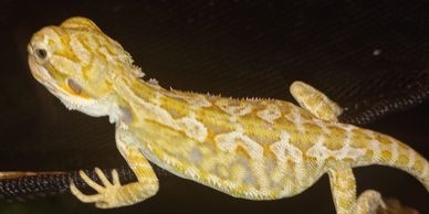 Hypo Citrus Leatherback 