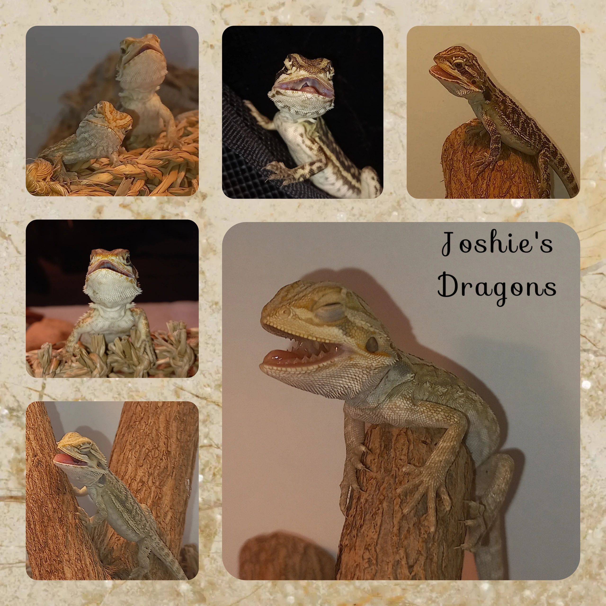 Preparing For Your New Bearded Dragon’s Arrival Home