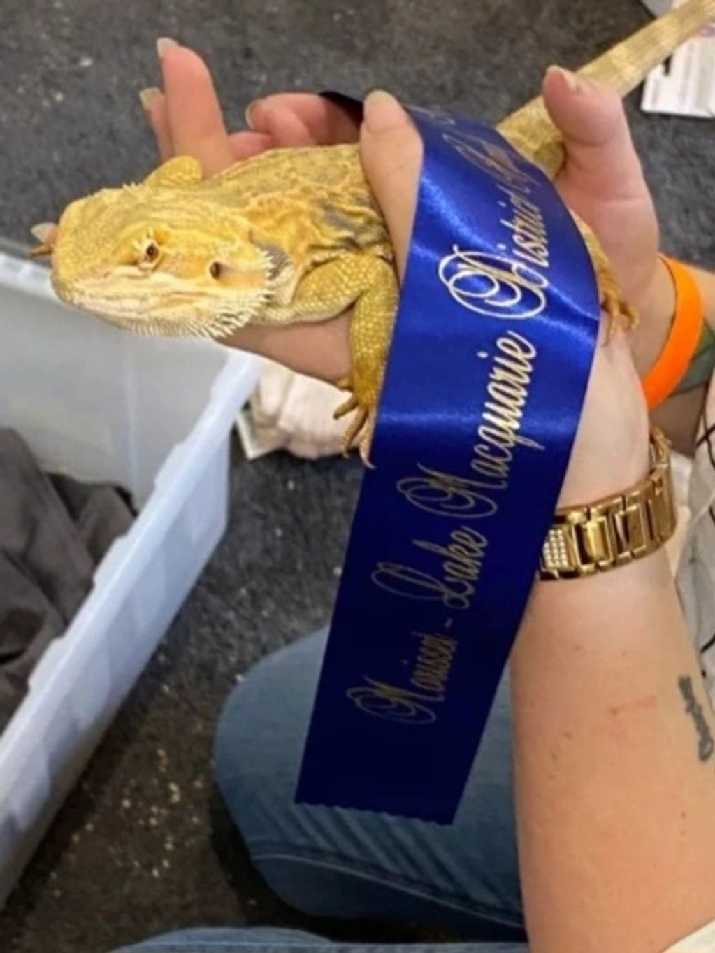 Reptile expo winner Reggie