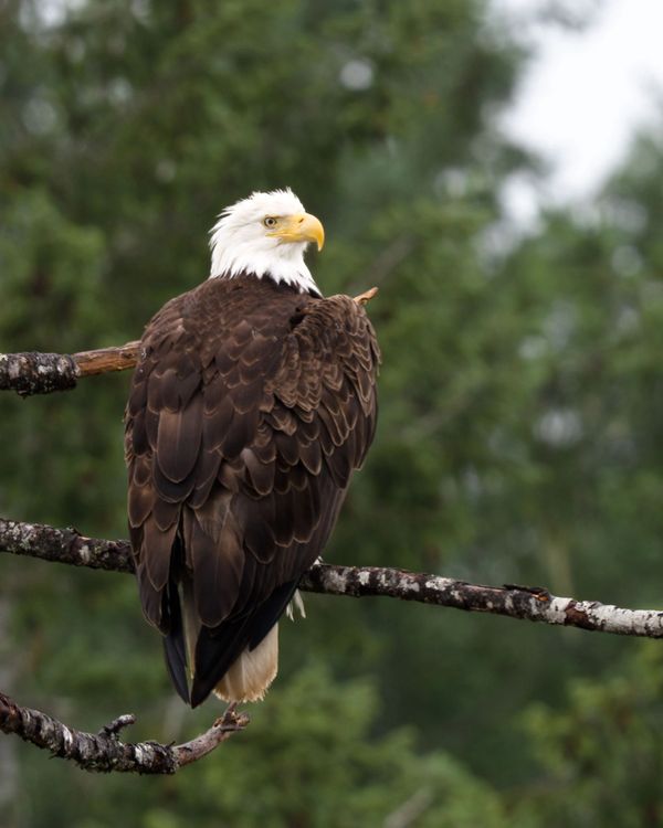 Bald Eagle in a tree by Qualicum Beach