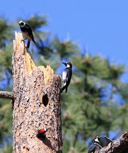 Acorn Woodpecker