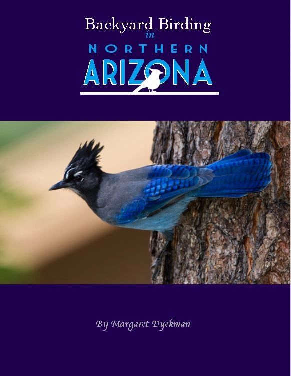 Backyard Birding, Northern Arizona, Steller's Jay