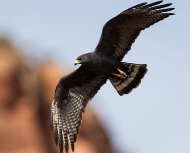 Zone-tailed Hawk