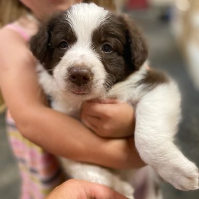 Here's a chocolate ( dark red) and white 