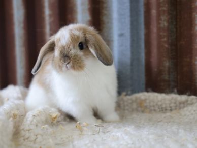 Holland Lop Rabbits, Bunnies - Double G & L - Sabetha, Kansas