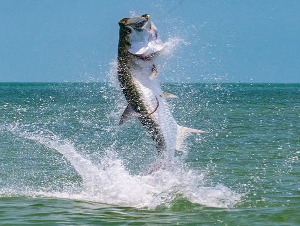 Florida Gulf charter fishing trips targeting trophy tarpon, redfish, snook & more