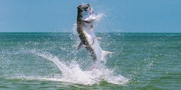Florida Gulf charter fishing trips targeting trophy tarpon, redfish, snook & more. Clearwater Beach