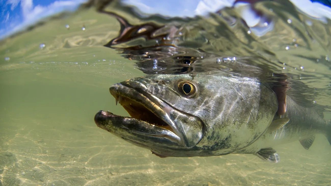 Trout Rue Fish Jan 9 – Clearwater Beach Trout & Redfish Inshore Charter