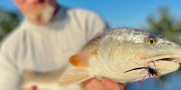 Tarpon Springs & Clearwater inshore fishing for redfish, snook, trout & more on Florida’s Gulf Coast