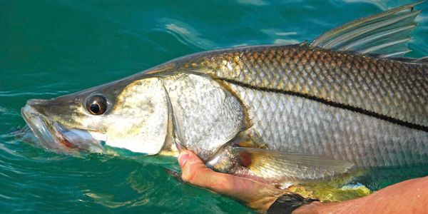 Flats fishing for redfish, snook, trout and tarpon. Book your fishing trip with Tightlines Charter.