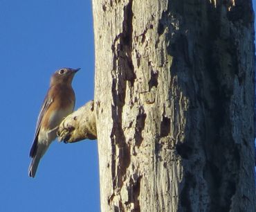 bluebird