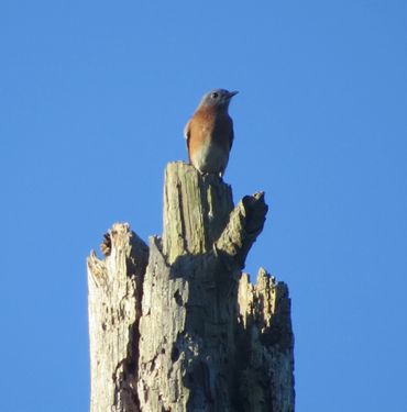 bluebird