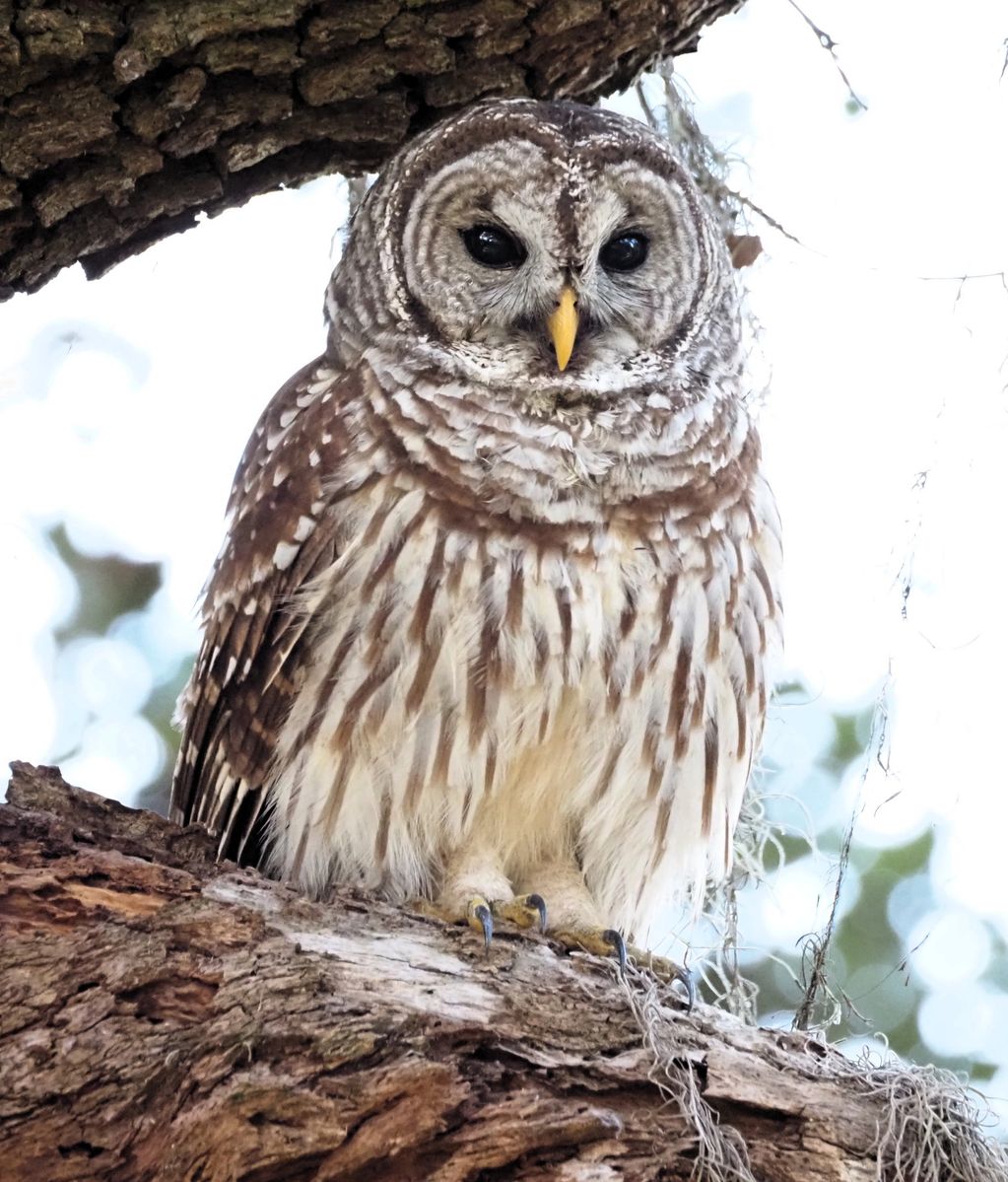 Barred Owl - Photo credit Dorothy Harris
