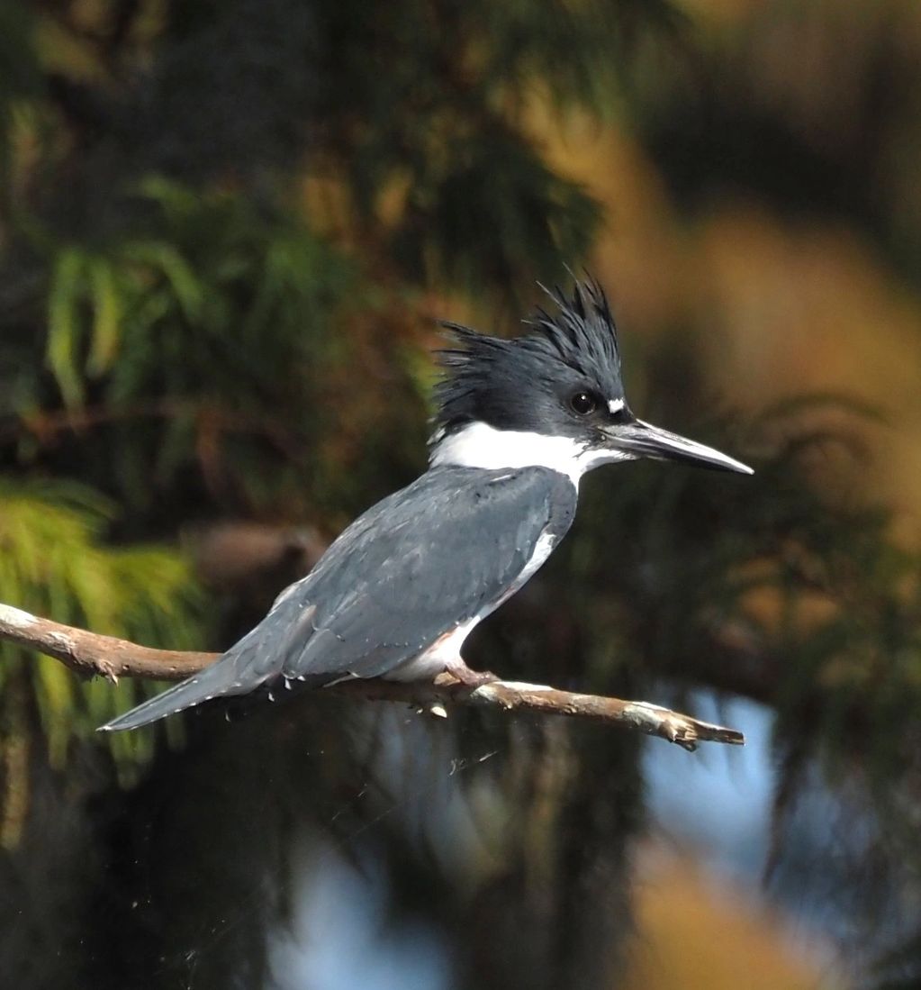 Belted Kingfisher - Photo credit Dorothy Harris