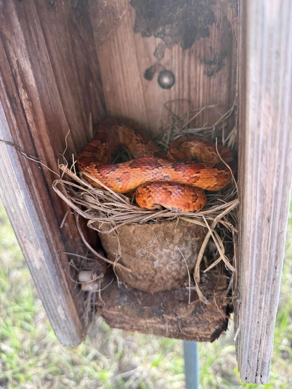 Corn Snake