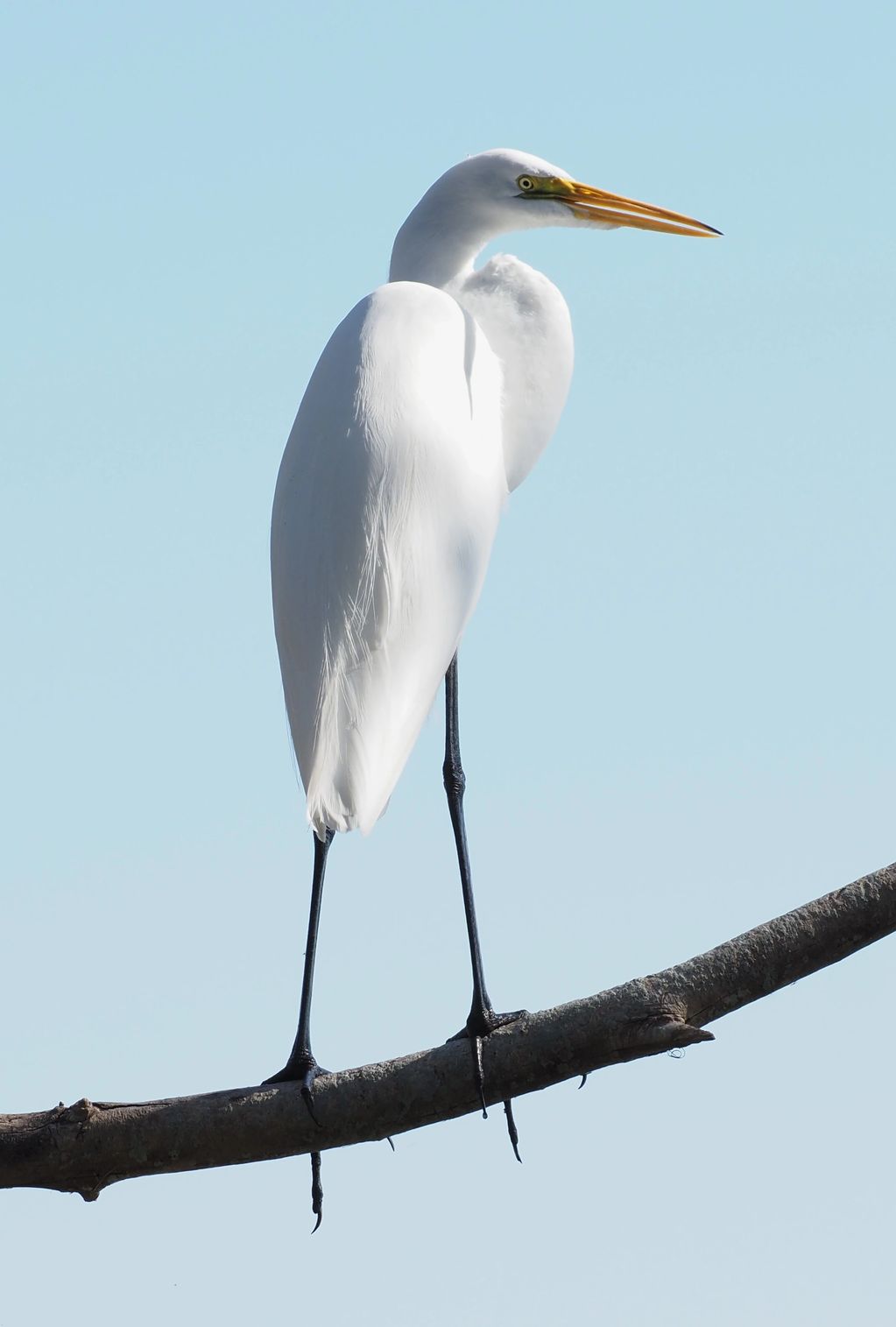 Great Egret - Photo credit Dorothy Harris