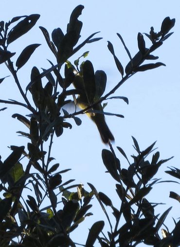 Prairie Warbler