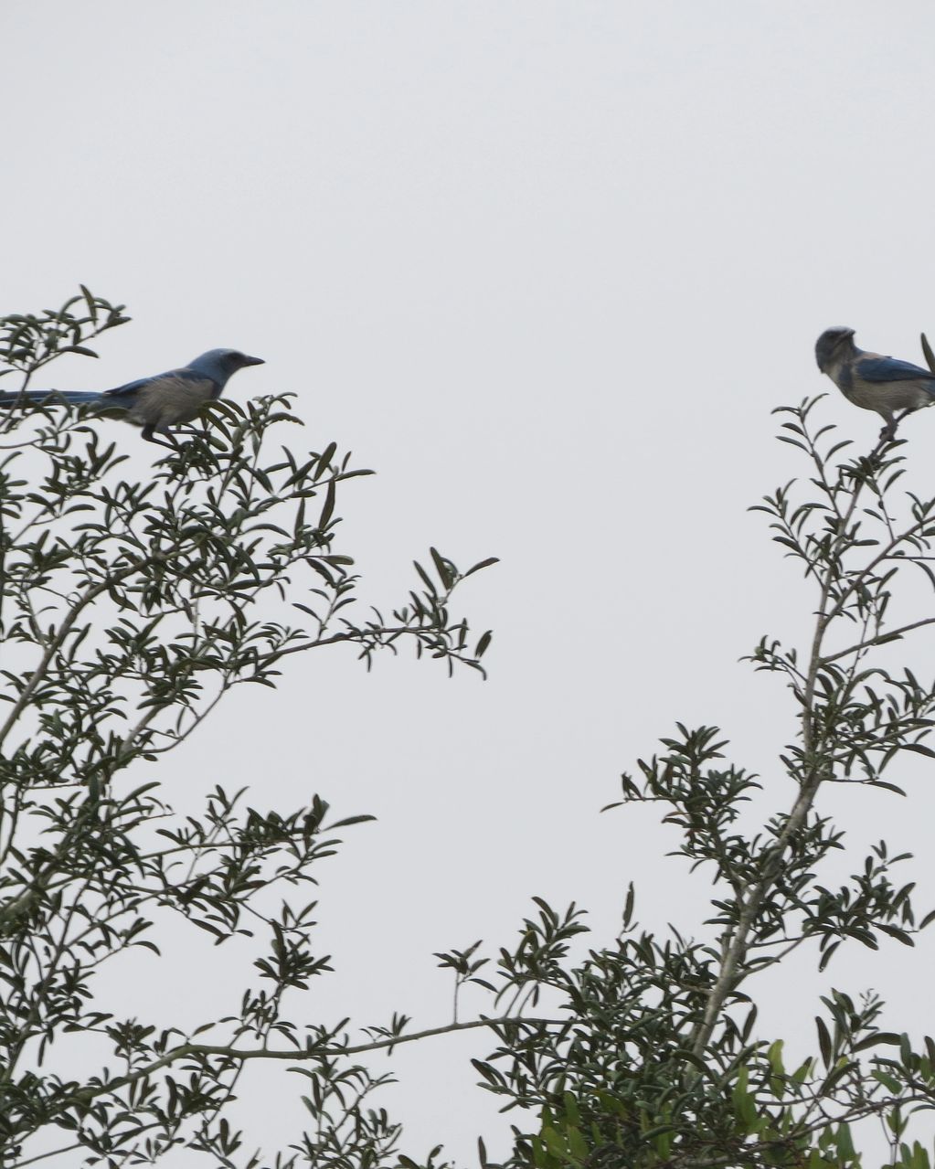A mated pair of Florida Scrub Jays