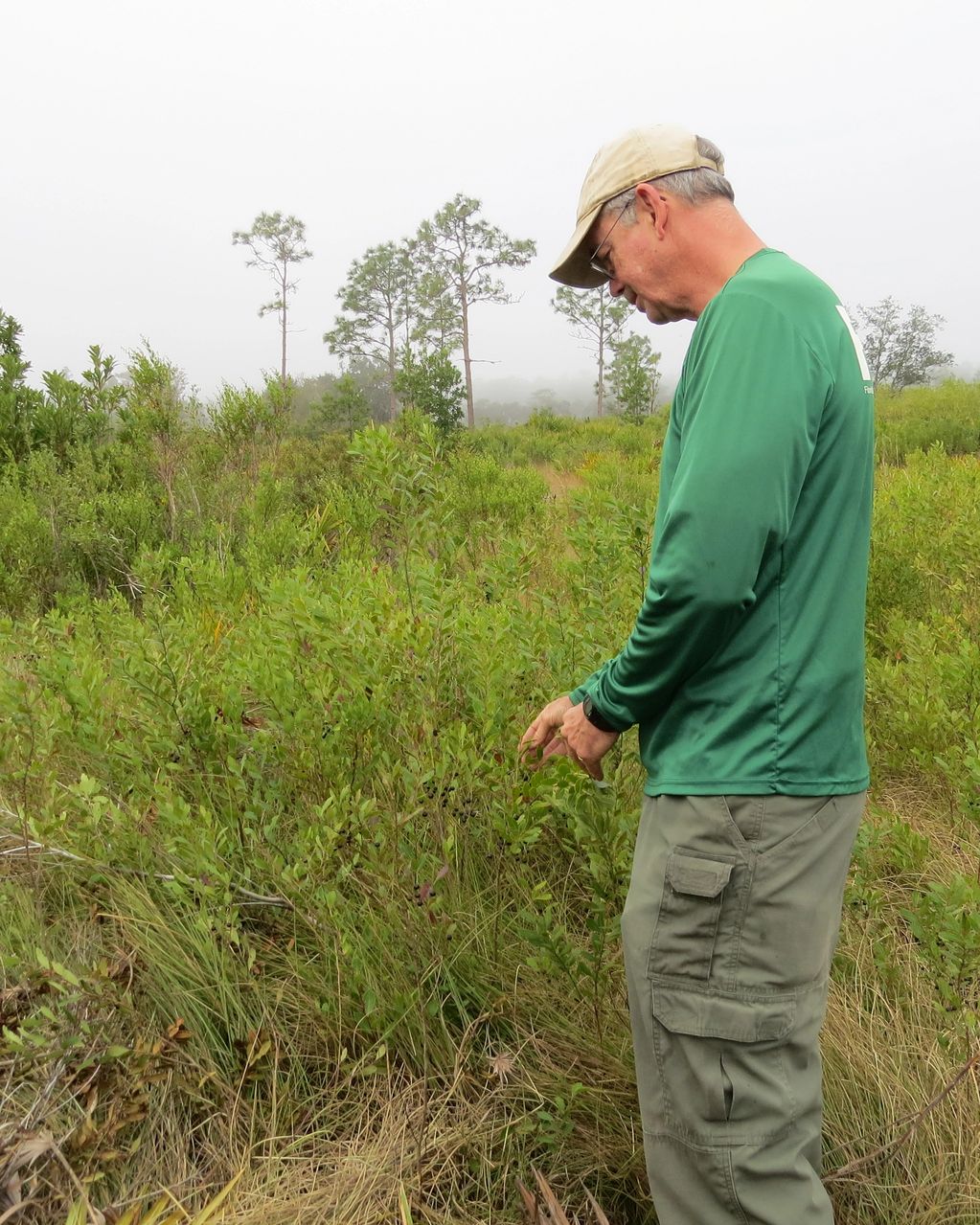 Steve Shattler pointing out the Gallberry plant 