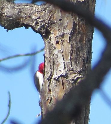 Red-headed Woodpecker. 